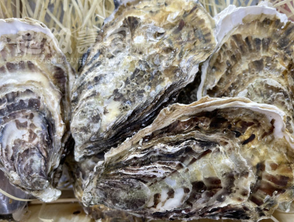 法國 France Divine Oyster 神之吻