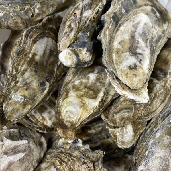 西非 Namibia Gigas Oyster 納米比亞蠔