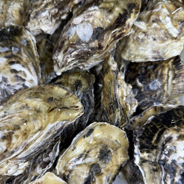 日本 三重縣 桃こまち